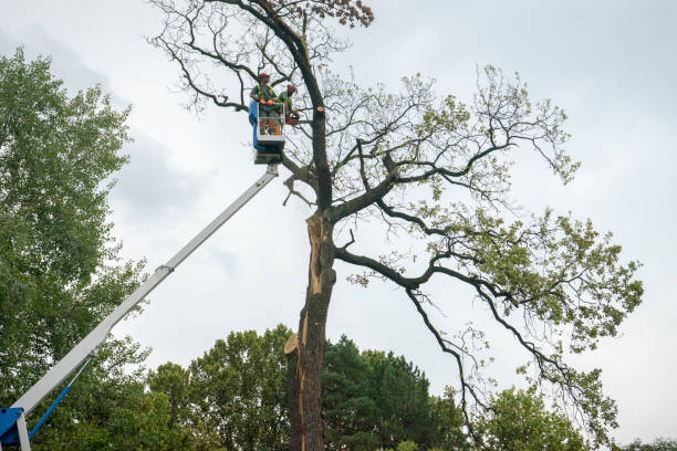 Best Palm Tree Trimming  in Pinewood, FL